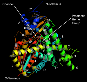 Duplicate mutations of GhCYP450 lead to the production of ms5m6 male sterile line in cotton