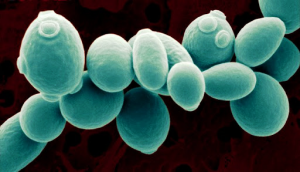 Adaptive evolution and mechanism elucidation for ethanol tolerant Saccharomyces cerevisiae used in starch based biorefinery