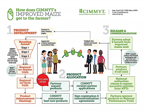 CIMMYT Announces New Maize Hybrids from South Asia Breeding Program