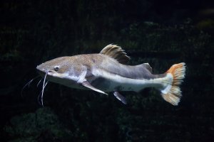 CRISPR Catfish Exhibits Disease-resistance and Reproductive Confinement Traits