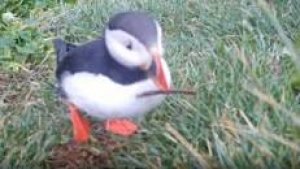 Evidence of tool use in a seabird