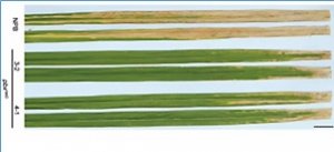 Engineering broad-spectrum disease-resistant rice by editing multiple susceptibility genes