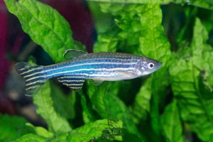CRISPR Improves Behavioral Choice of Zebrafish to Prey-like Visual Stimuli