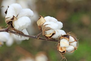 Gene Editing Reduces Branch Angle and Altered Petiole Angles in Cotton