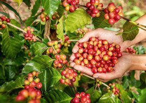 Study Gives Details on Arabica Coffee`s Complex Genome