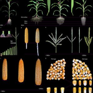 Epigenetic variation in maize agronomical traits for breeding and trait improvement