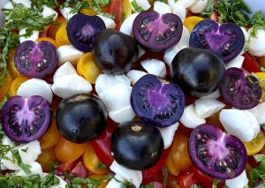 GE Purple Tomato Seeds Now Available to Home Gardeners in the US
