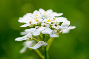 Study Unveils the Role of CAX1 Gene in Improving Plant Tolerance to Flooding