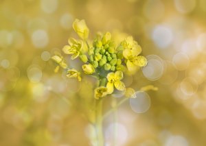 USDA-APHIS Determines that Yield10 Bioscience`s Omega-3 Camelina Varieties May Be Planted and Bred in the US