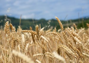 Researchers Show New Wheat Varieties with Higher Yields