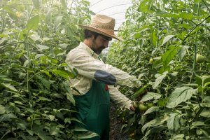 GM Tomatoes Could Increase Net Income of Lebanese Farmers by USD 50,000 Within Five Years