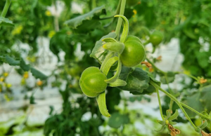Israeli Scientists Develop Drought-Resistant Tomatoes