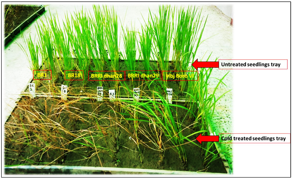 Haplotype analysis and molecular marker development for the cold tolerance gene OsCTS11 at the seedling stage of rice