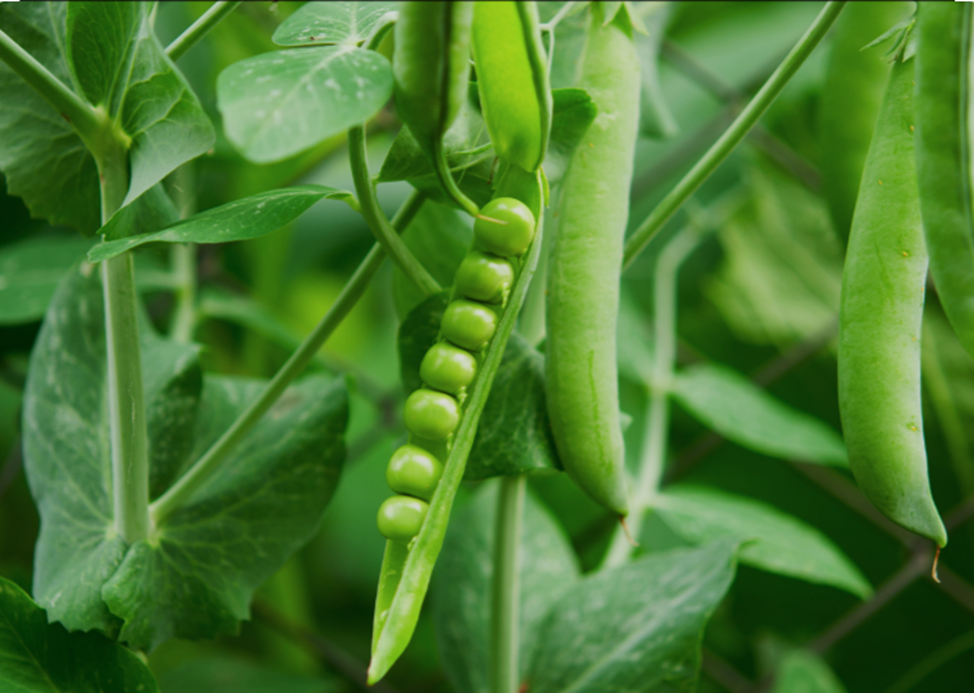 Harnessing historical genebank data to accelerate pea breeding