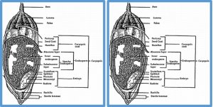 Salt stress induces physiochemical alterations in rice grain composition and quality