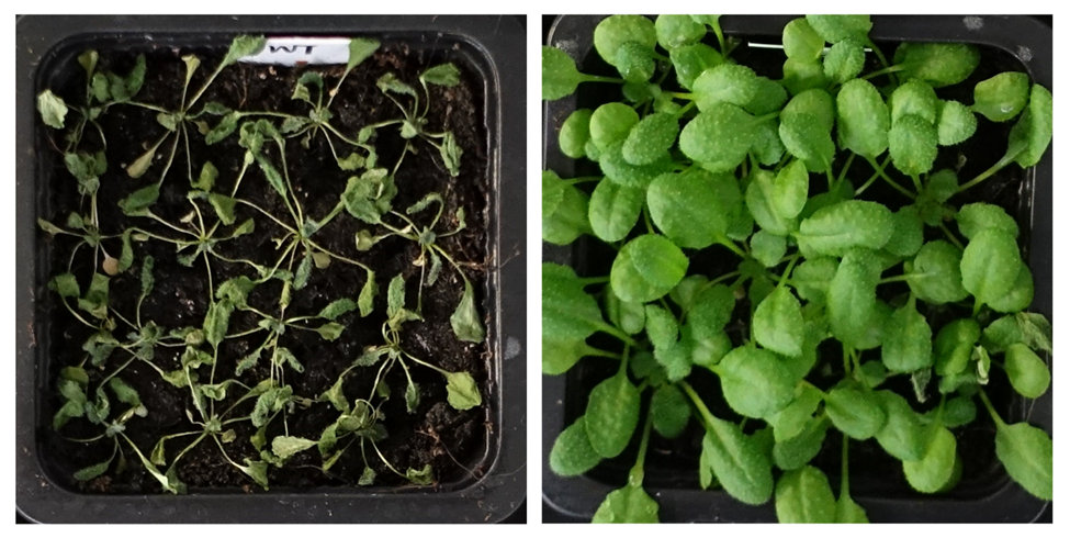 Heidelberg University Researchers Discover Plant's Drought-Survival Mechanism