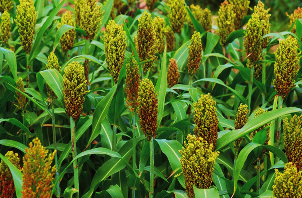 High-Biomass Sorghum Hybrids Show Yield Gains with Nitrogen Management