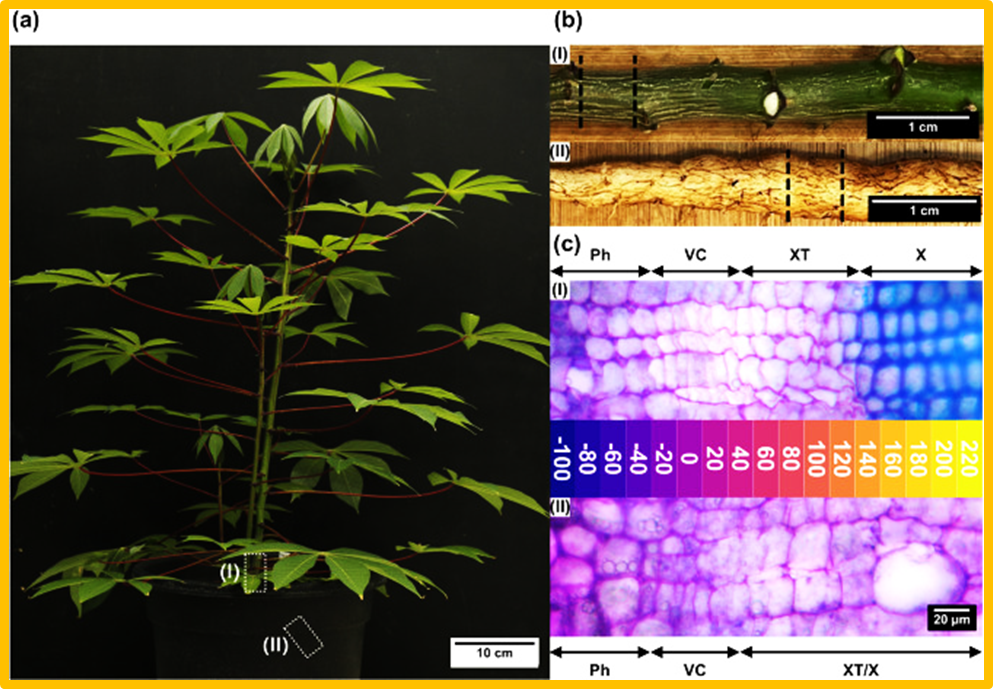High-resolution transcriptomics of stem and storage root vascular cambia highlight regulatory processes for xylem parenchyma differentiation in cassava