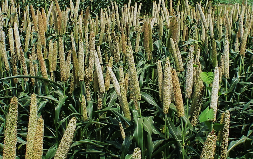 High-throughput genetic transformation and genome editing in pearl millet (Pennisetum glaucum L.)