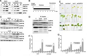 Curvature thylakoid 1 proteins modulate prolamellar body morphology and promote organized thylakoid biogenesis in Arabidopsis thaliana