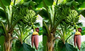 Genetic mapping of Fusarium wilt resistance in a wild banana Musa acuminata ssp. malaccensis accession 
