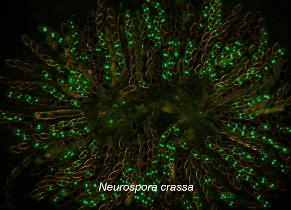  Histone deacetylase-1 is required for epigenome stability in Neurospora crassa