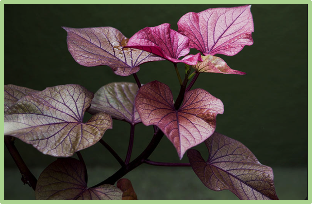 IbMYB1-4 positively regulates purple stem and influences leaf color via dosage effect of gene expression in sweetpotato (Ipomoea batatas (L.) Lam.)