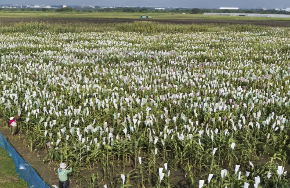 ICRISAT and University of Queensland Partner to Accelerate Climate-Resilient Crop Breeding for Dryland