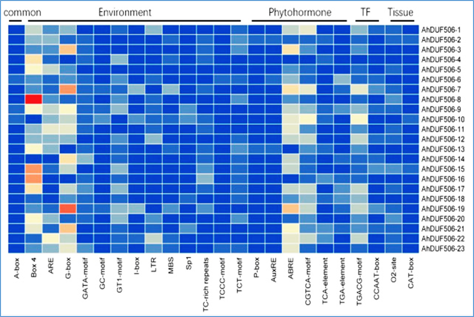 Identification and Analysis of DUF506 Gene Family in Peanut (Arachis hypogaea)