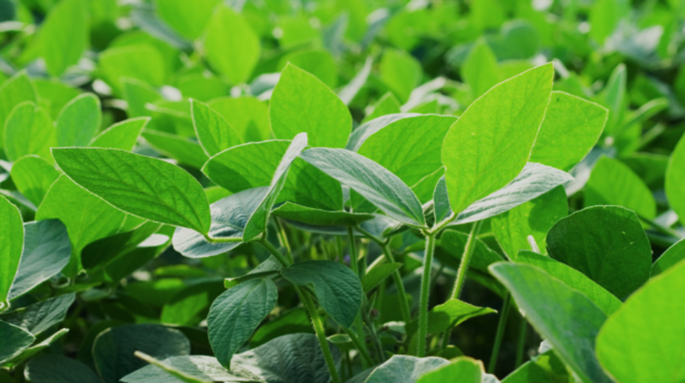 Identification and field validation of QTLs for soybean red crown rot resistance from wild soybean accessions
