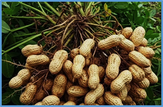 Identification and utilization of a novel large-effect QTL and linked markers for enhancing protein concentration in peanut