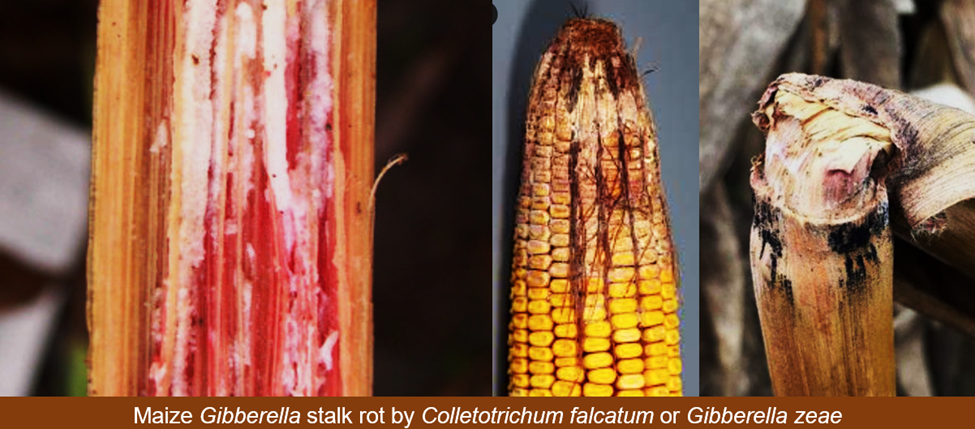 Identification and validation of novel and stable QTL for Gibberella stalk rot resistance in maize inbred KA105