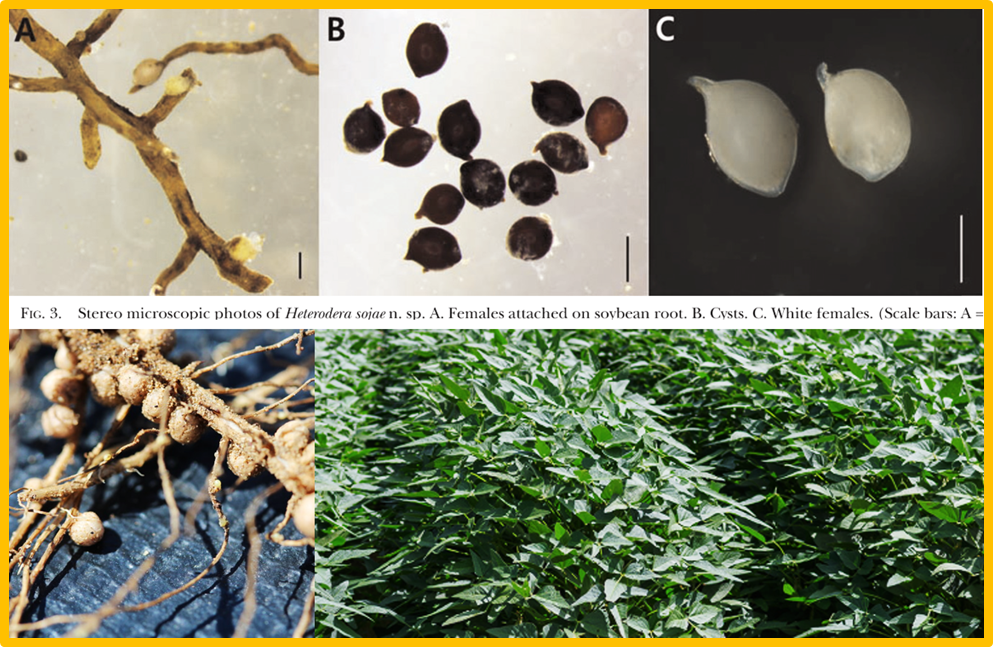 Identification of candidate genes associated with resistance to Heterodera sojae in soybean