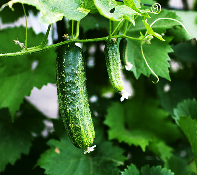 Identification of CsAFP3-like as a novel gene regulating determinate growth of lateral branch in cucumber