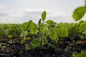 Identification of nodule number-related loci and the candidate gene GmbHLH135 in soybean under low phosphorus stress