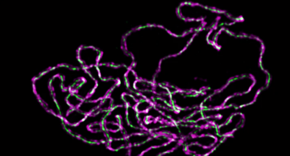 Identification of transit peptides that boost plastid protein import in different tissues and plant species