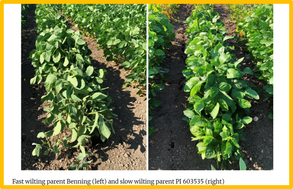 Identifying canopy wilting QTLs and evaluating remote sensing approaches for selecting drought-tolerant soybean