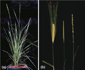 Introgression of perennial growth habit from Lophopyrum elongatum into wheat