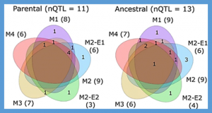 Multi-parent multi-environment QTL analysis: an illustration with the EU-NAM Flint population