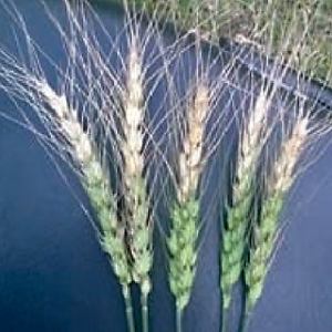 QTL mapping for field resistance to wheat blast in the Caninde1/Alondra population