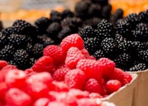 Researchers to Improve Berries Using CRISPR Technology