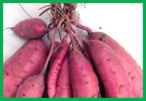Genome-wide analysis of expression quantitative trait loci (eQTLs) reveals the regulatory architecture of gene expression variation in the storage roots of sweet potato