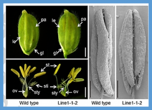 CRISPR/Cas9-targeted mutagenesis of the OsROS1 gene induces pollen and embryo sac defects in rice