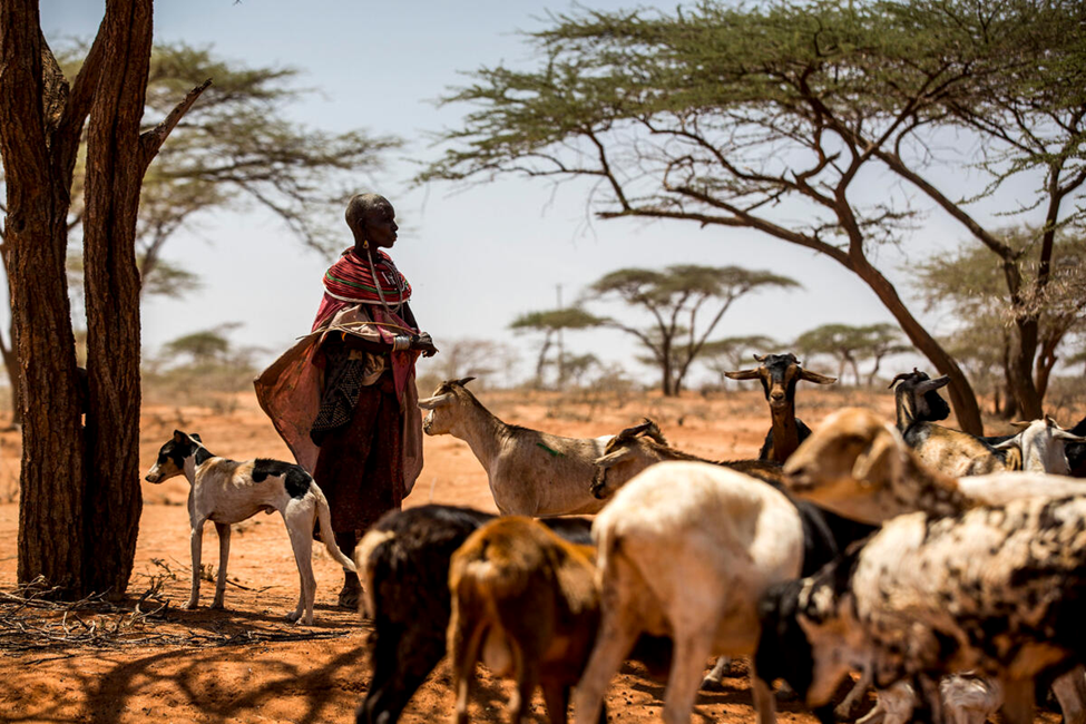 In a world searching for solutions to the interconnected climate, biodiversity and land degradation crises, rangelands and pastoralists are part of the answer: FAO animal production and health expert