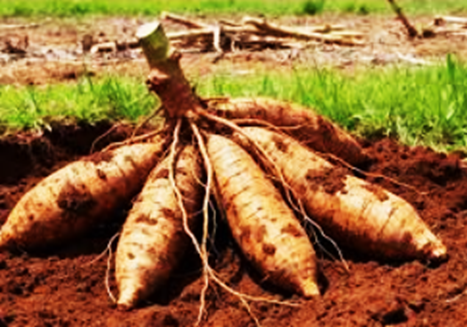 Integrated omics analysis on organic fertilizer-mediated regulation of starch synthesis in cassava