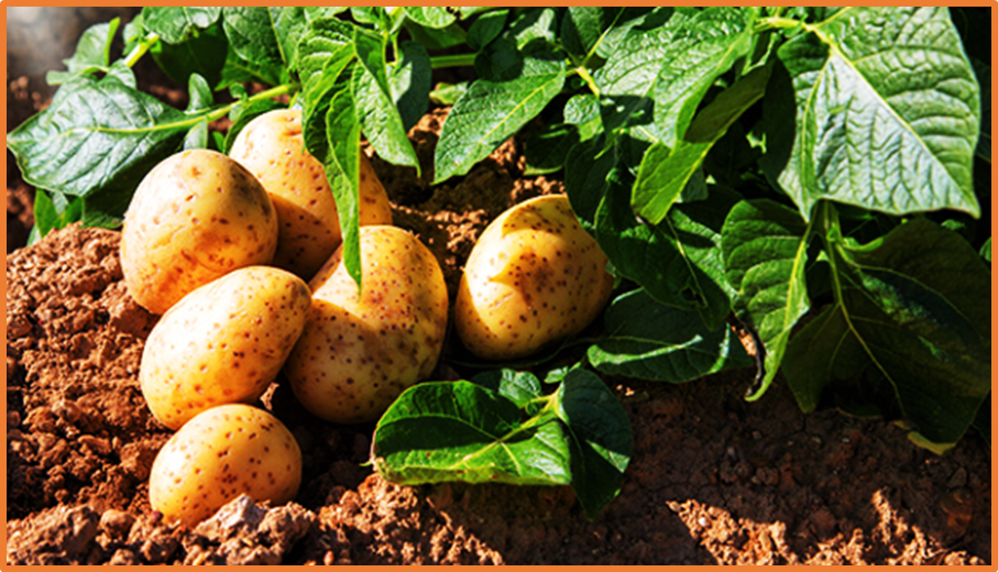 Integrated omics and functional validation identify StGDPD1 as a central regulator of salt stress tolerance in potato