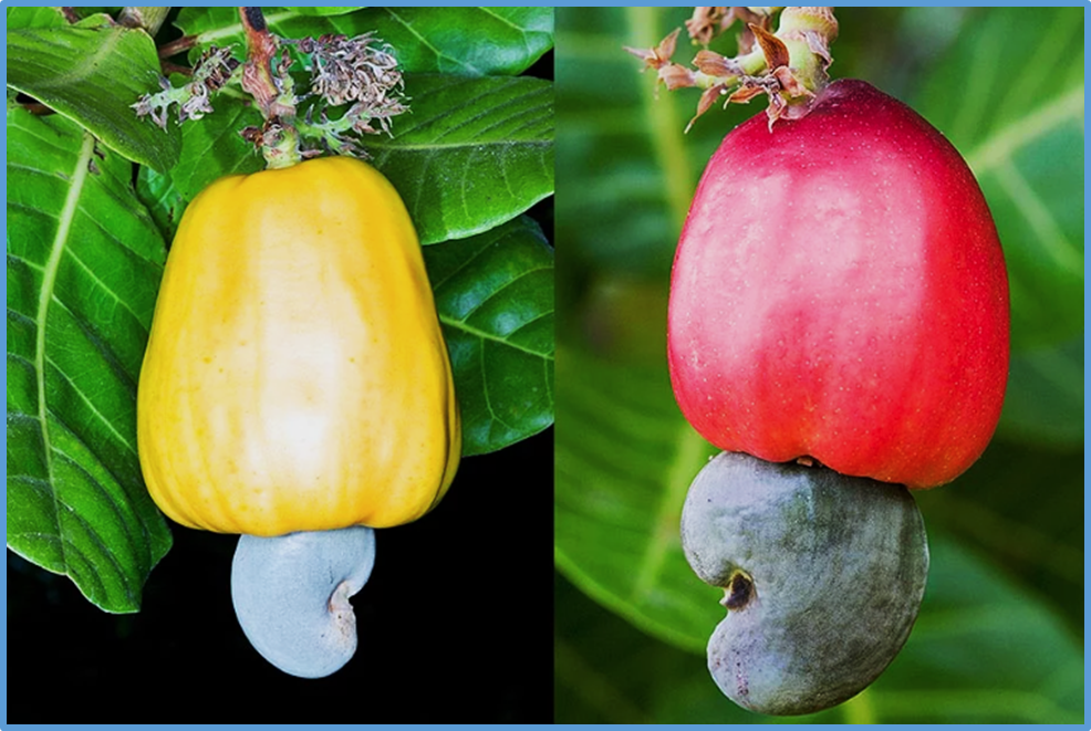 Integrated physiological, biochemical and hormonal traits determine drought tolerance and yield stability in cashew (Anacardium occidentale L.)