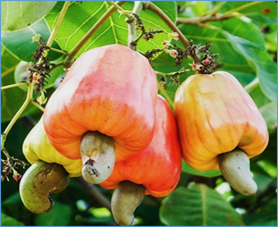 Integrated physiological, biochemical and hormonal traits determine drought tolerance and yield stability in cashew (Anacardium occidentale L.)