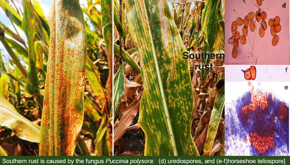 Integrated Single-Cell and Spatial Transcriptomics Reveal Cell-Type-Specific Immune Regulatory Networks in Maize Responding to Southern Corn Rust