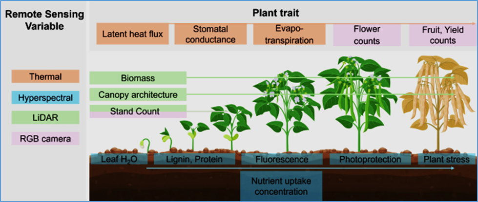Integration of crop modeling and sensing into molecular breeding for nutritional quality and stress tolerance